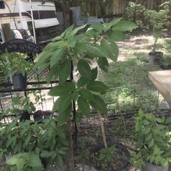 Angel Trumpet’s  Peach