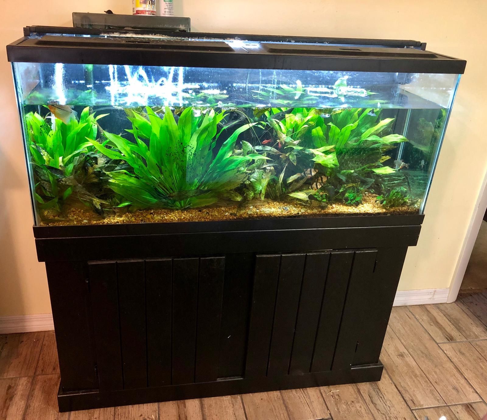 55 gallon long great shape with stand and everything you see in the pictures