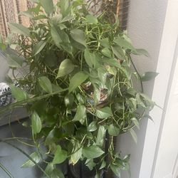 Pothos Plant Vine 