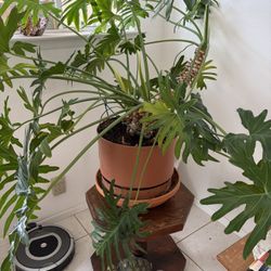🌿 Indoor Plant Set Mature