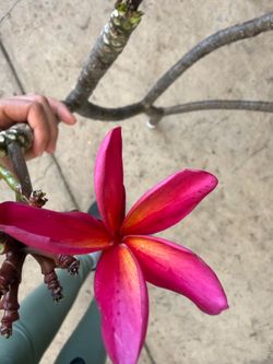 Cutting plumeria