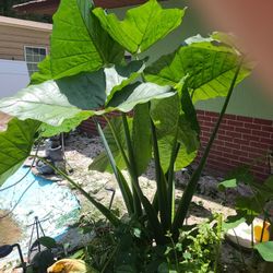 Elephant Ears Hugh  AND  SMALL ONES  ,Please Read The Description. 
