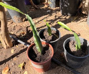 Red dragon fruit in pots