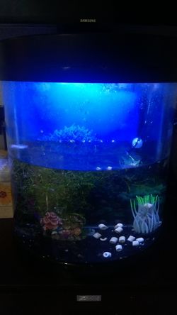 half moon 10 gallon aquarium