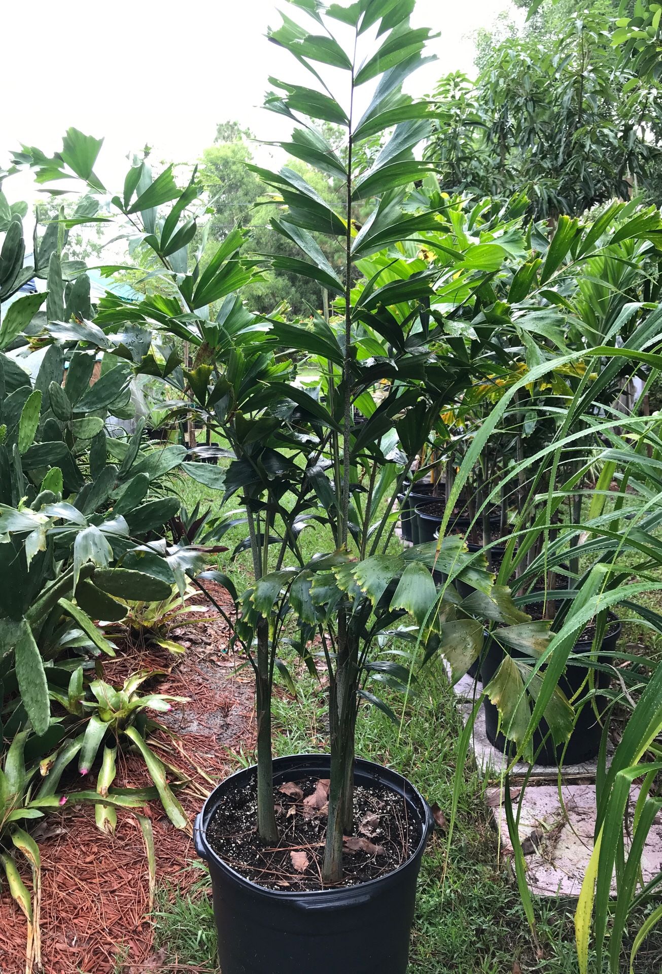 Triple Foxtail Palms