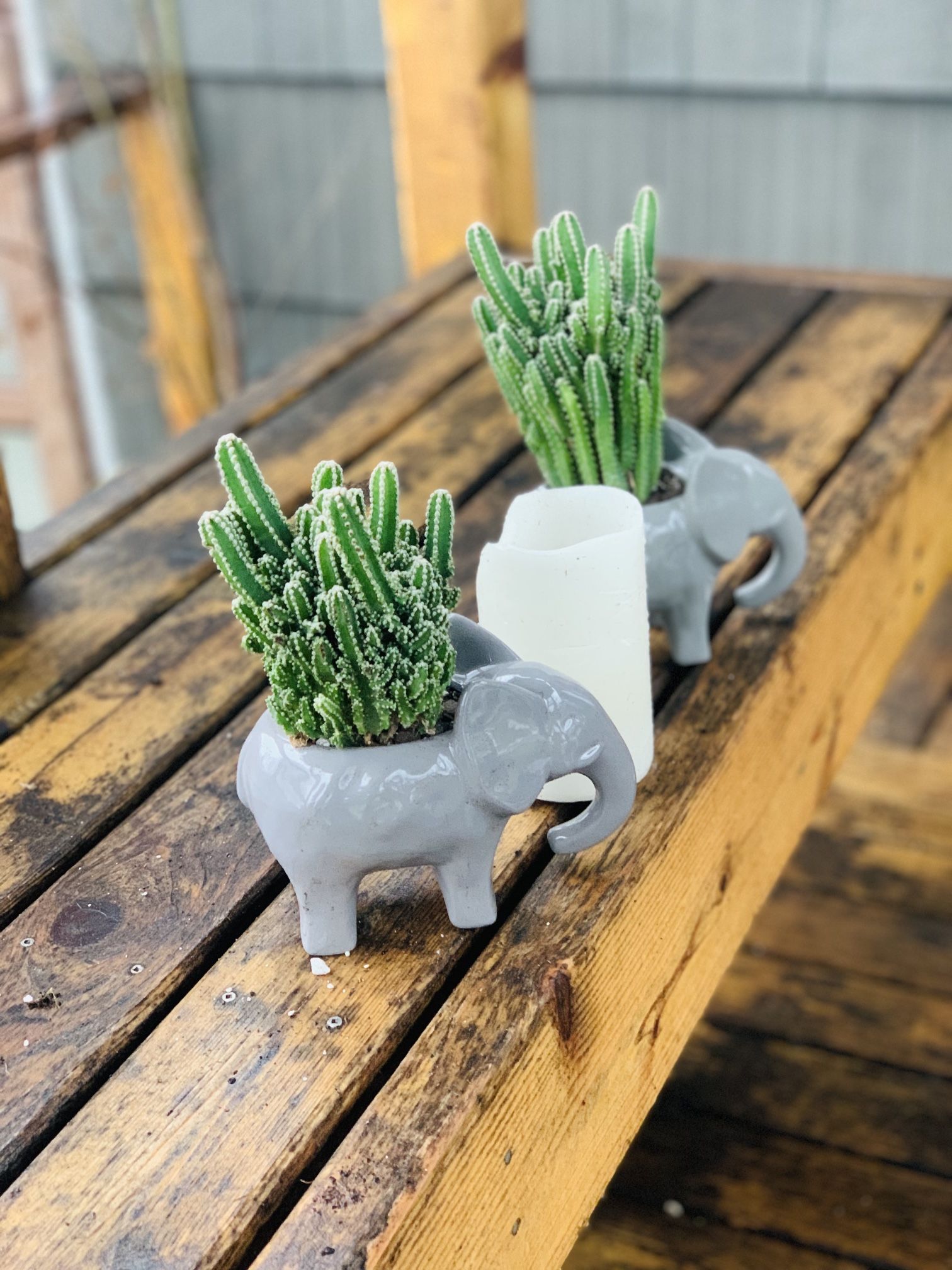 Price is each—Live indoor Fairly Castle cactus plant in a small ceramic elephant planter pot—firm price