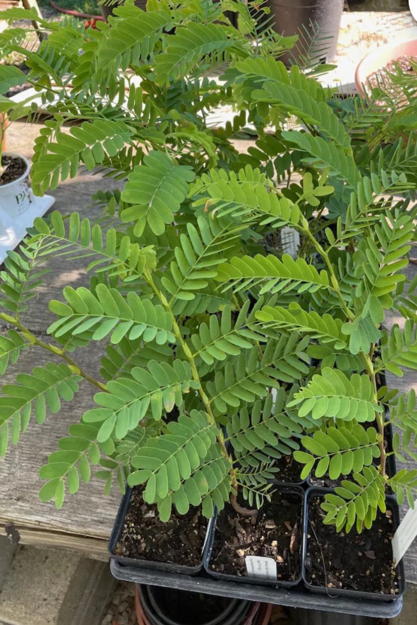 Tamarind Trees / Arboles de Tamarindo
