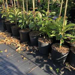 Grafted Avocado 🥑 