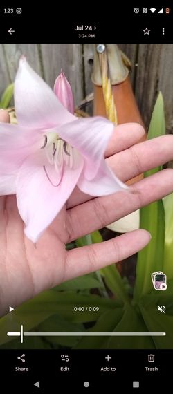 Flowers