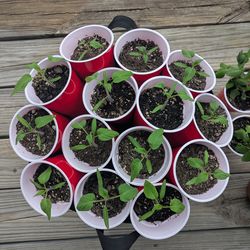 Veggie Plant Starters