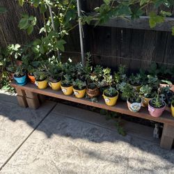 Succulents 