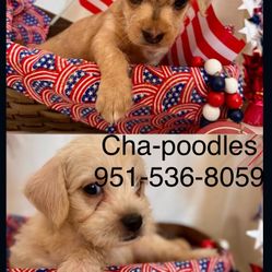 Cha Poodle Puppies  Posters