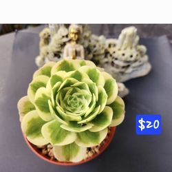 PLANT SALE TODAY. LAST SALE OF THE YEAR  SAN LORENZO  CONTACT ME FOR ADDRESS PLEASE