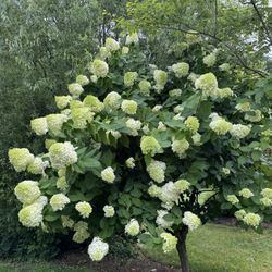 Blooms For Sale