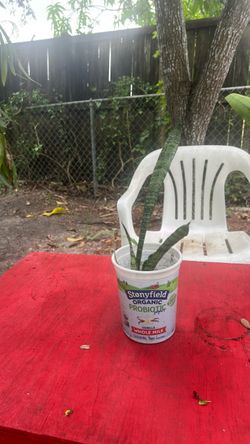 Small Snake Plant Cutting in Cup