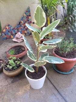 Variegated Rubber Tree Plant in White Pot