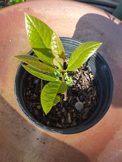 Avacado tree plant