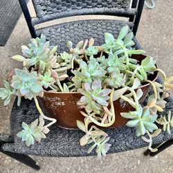 Ghost Plant - $15