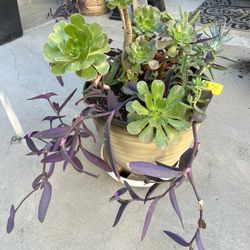 Large Succulent Planter