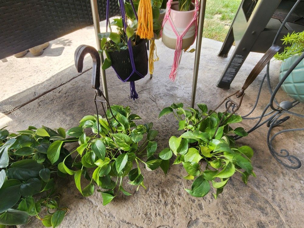Healthy hanging plants $6 ea