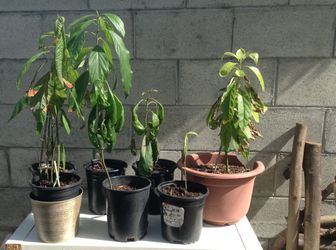 AVOCADO TREES small 10 total in seven POTS ready to go in the ground