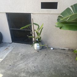Plant