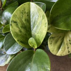 Marble Peperomia Obstusifolia | Large 6" pot