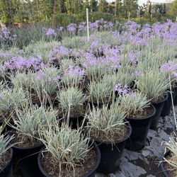 Variegated Society Garlic