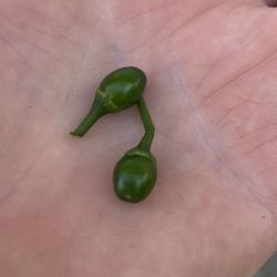 Chiltepin Peppers Fruiting Plant, In 5 Gallóns Pot Pick Up Only