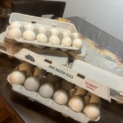 Fresh Duck Eggs 