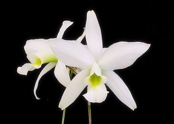 Laelia anceps f. alba ‘Bulls’ - BLOOMING SOON! Species orchid for sale, easy outdoor warm grower
