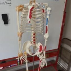Ultrassisst Life Size Anatomical skeleton