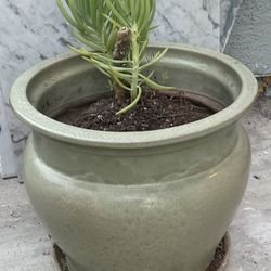 Ceramic Pot With Plants