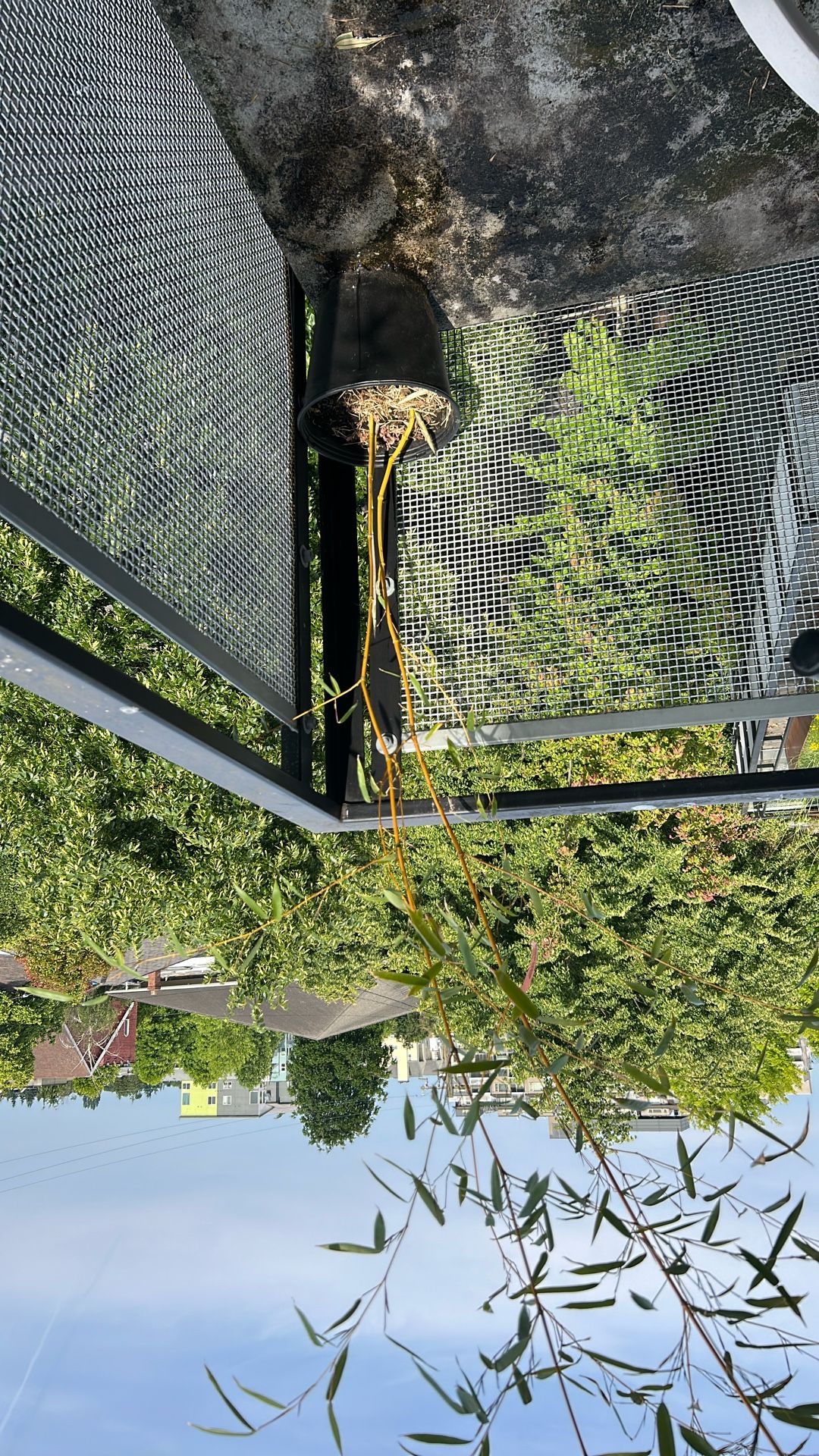 Bamboo