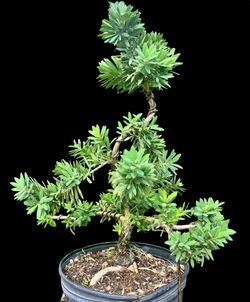 Plum Pine Bonsai 