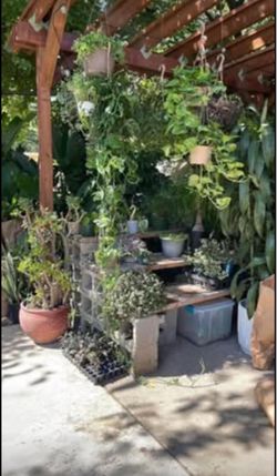 Purple Persian shield, exact plant in video indoor or outdoor; 95820