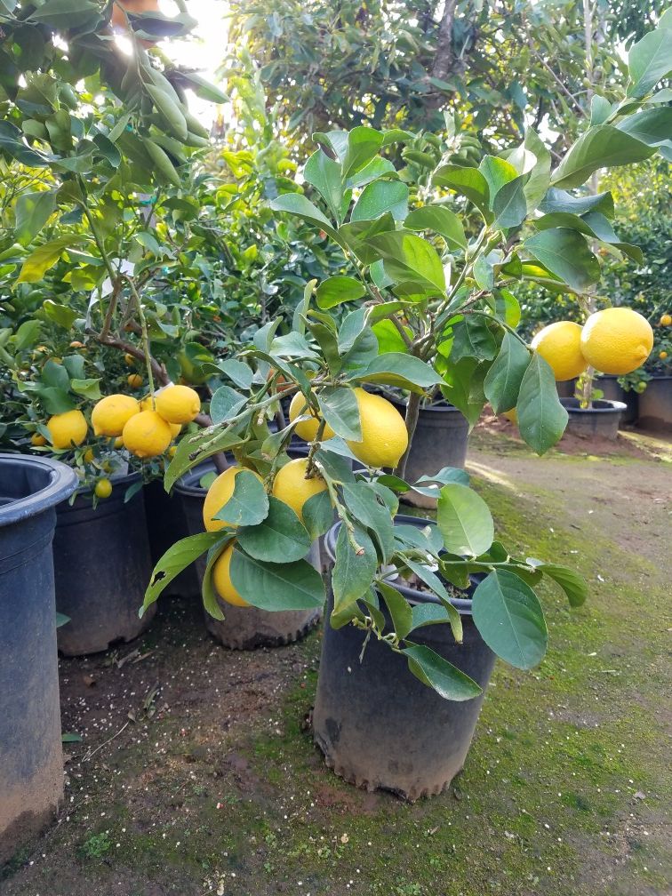Citrus Trees Fruiting age Lemons LIME GRAPEFRUIT TANGERINE POMELO KUMQUAT MANDARIN NAVEL ORANGE MEXICAN LEMON MEXICAN LIME MANDARIN 5-GALLONS