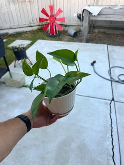 Pathos plant