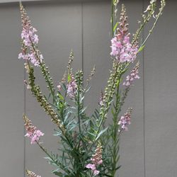 🦋Pink Perennial Plant.