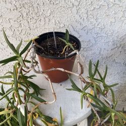 6 Inch  Pot Succulent Plant - Ground Covering - Carpobrotus Ice Plant - Rooted & Established - Beautiful Blooms 🪴Drought Resistant