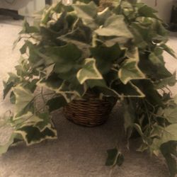 Artificial Home Plants