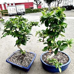 Fukein Tea Bonsai  15-18 Years Old $65-85