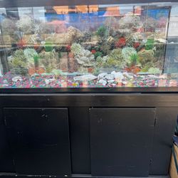 Fish Tank 