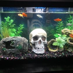 Fish Tank (10 Gallon) + Accessories!!