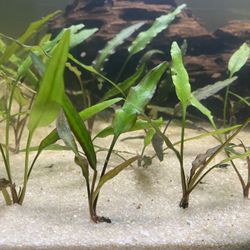 Aquarium Plant 
