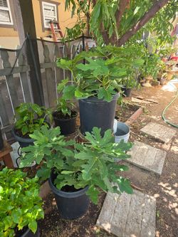 Fig tree plants