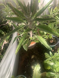 Kalanchoe Mother Of Thousand Plant 🪴