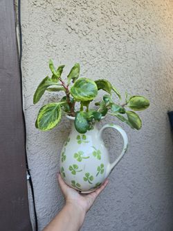 Peperomia golden gate plant