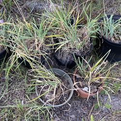 Five Pots Of Society Garlic Plant