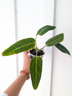 [EXACT PLANT]: Queen Anthurium Warocqueanum Plant 4" Pot - Indoor House Plants